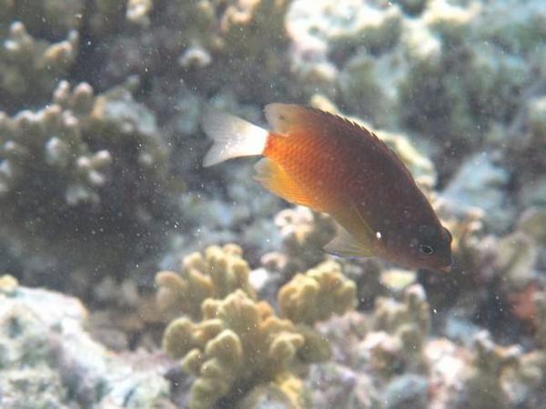 Chromis xutha ?