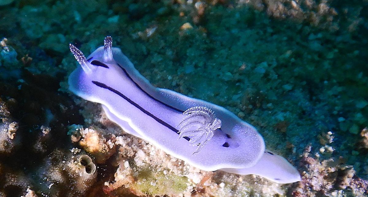 Chromodoris