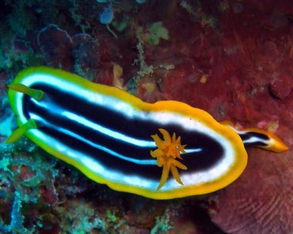 Chromodoris africana Eliot ?