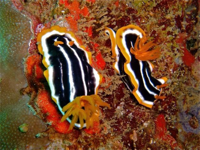 Chromodoris africana