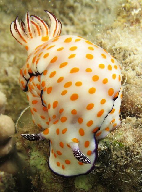 Chromodoris annulata ?