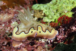 Chromodoris coi ?