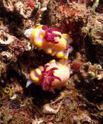 Chromodoris Krohni ou Britoi ?