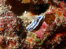 Chromodoris lochi ?