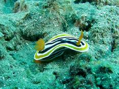  Chromodoris magnifica?