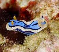chromodoris quoi ?