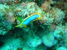 Chromodoris sp ?
