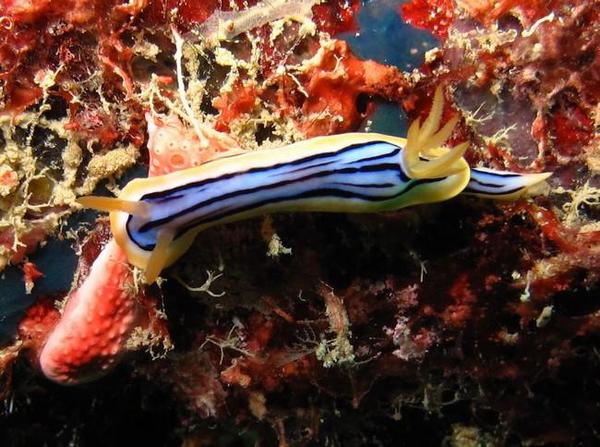 Chromodoris sp ?