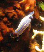 Chromodoris sp.