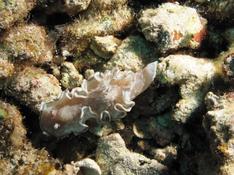 Chromodoris ?