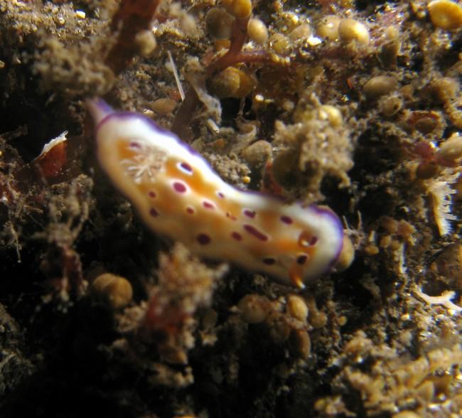 Chromodoris