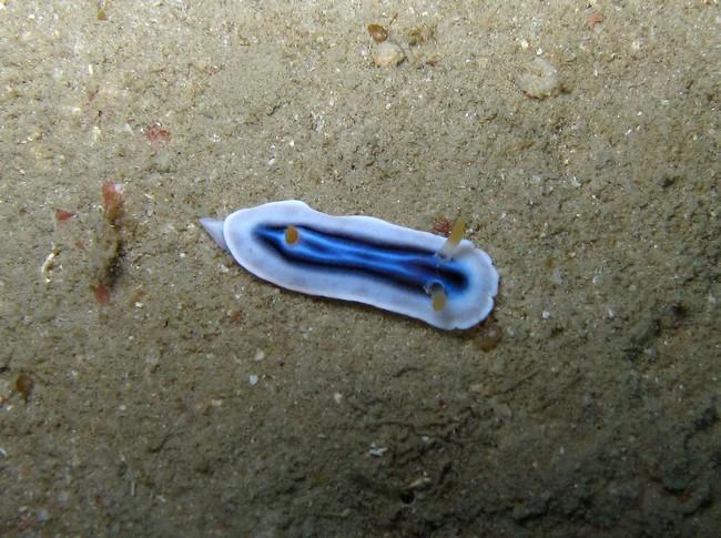 Chromodoris