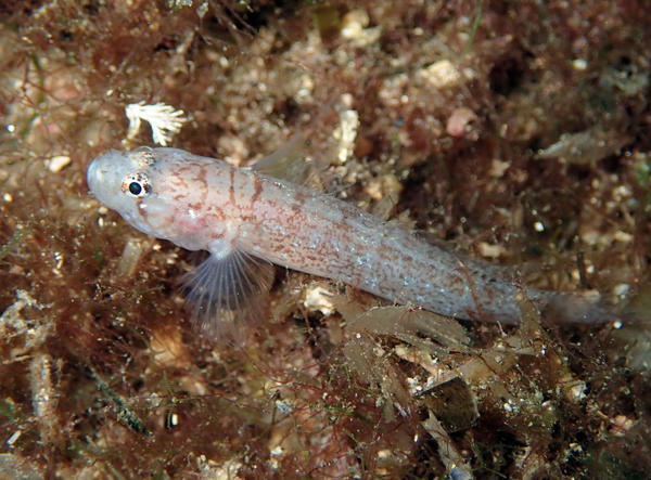 Chromogobius zebratus ?