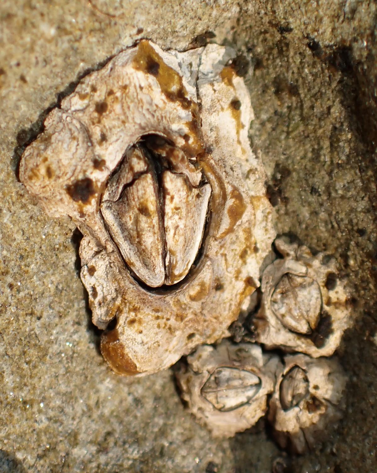 Chthamalus montagui?