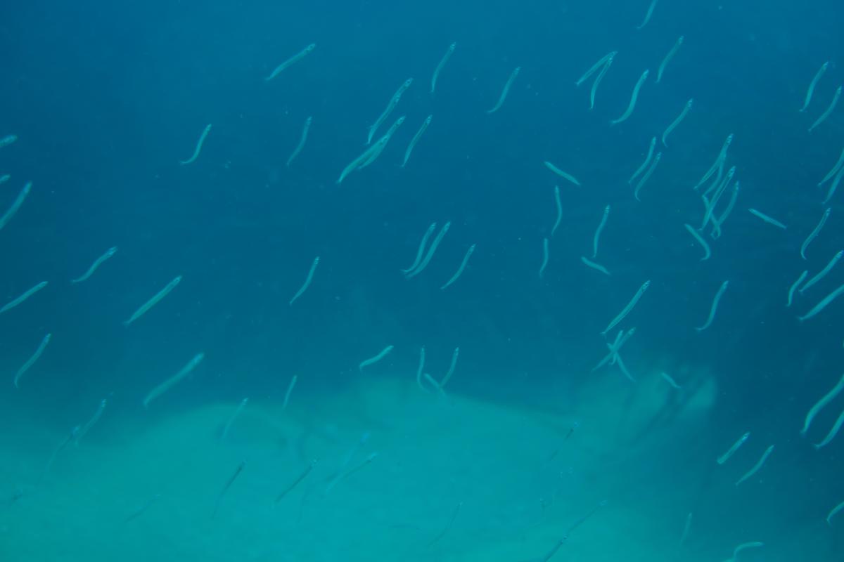 cicerelle de Méditerranée ?