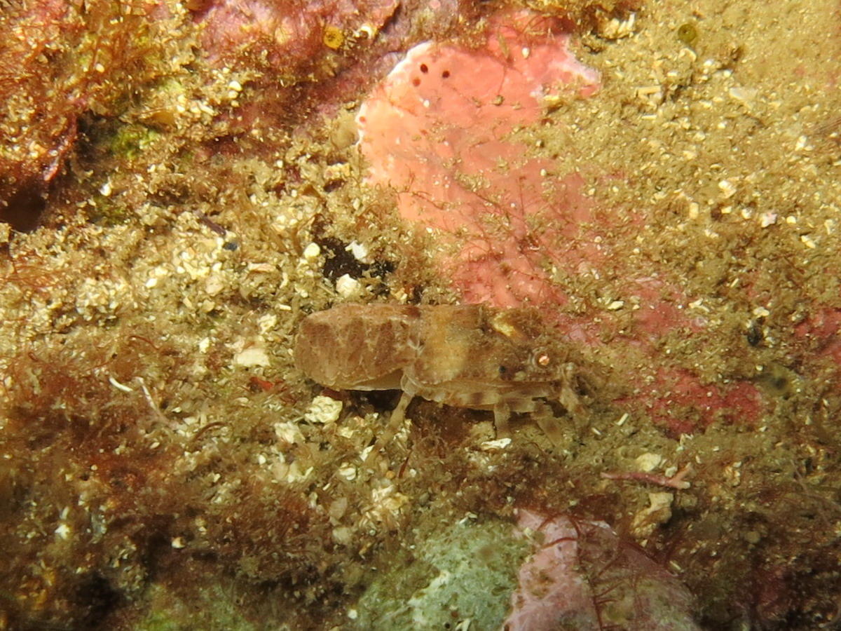 <p>Toujours au même endroit, mais encore plus petite, à peine 2 cm. Pour celle là je n'ai pas d'idée</p>