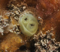 Ciona intestinalis ?