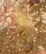 Ciona intestinalis?