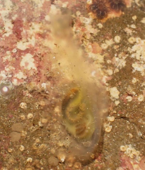 Ciona intestinalis?