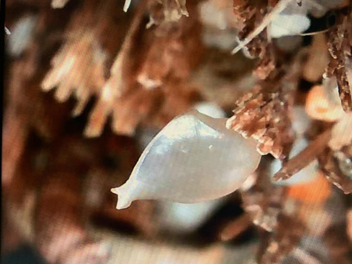 <p>Autre photo (capture d'écran sur une vidéo prise avec une petite loupe binoculaire...)</p>