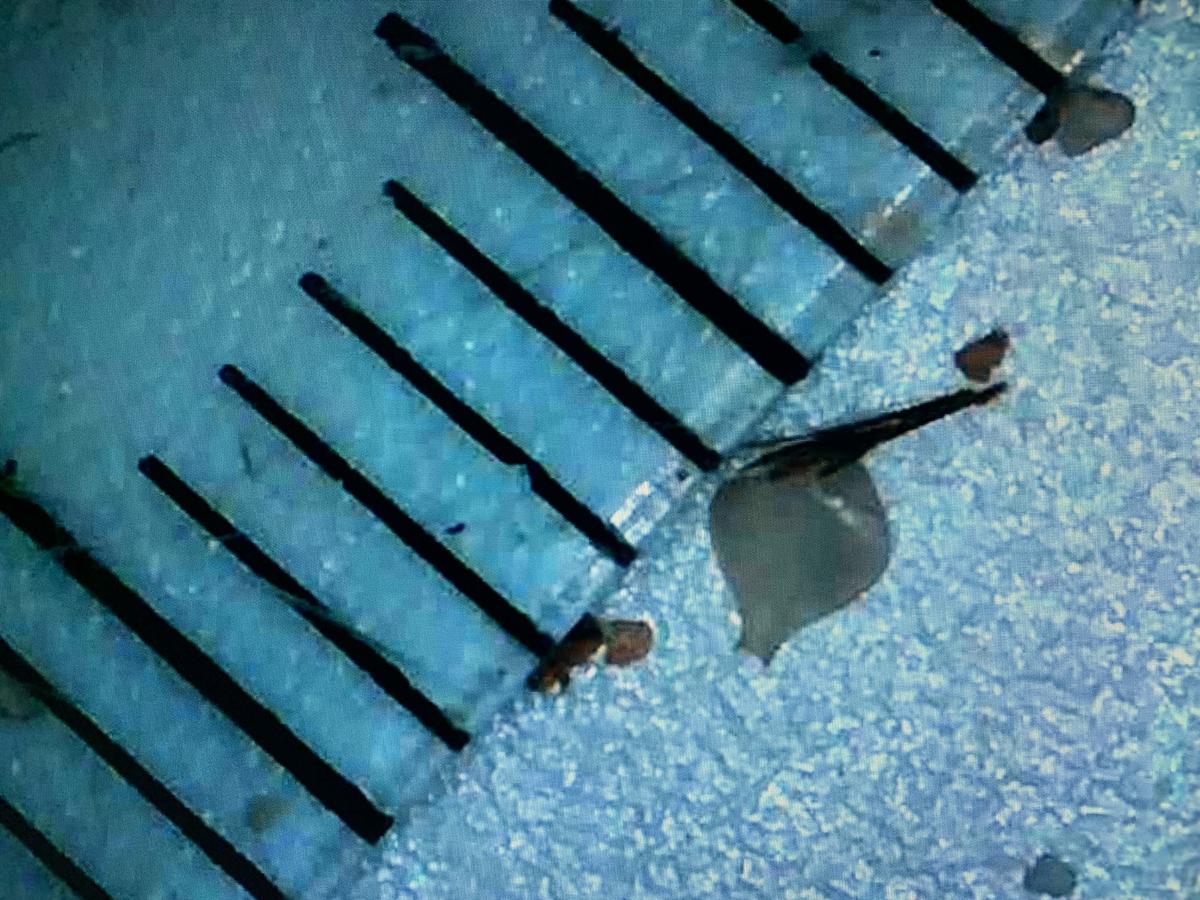 <p>Oui, tout à fait, comme montré ici sur la photo...</p>