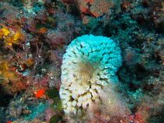 Cladocore sans Zooxanthelles ? 
