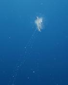 Cladonema ?