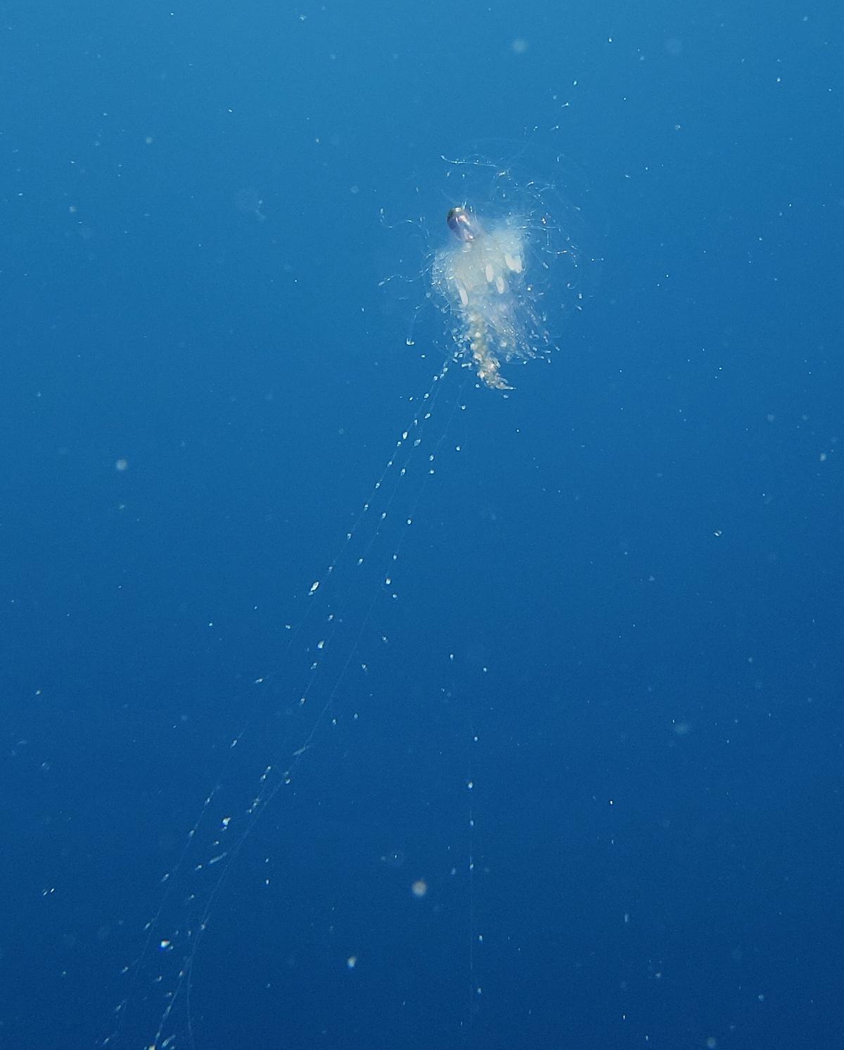 Cladonema ?