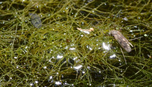 Cladophora ??? dans un lavoir