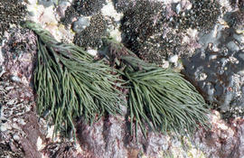 Cladophora rupestris ?