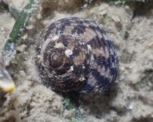 Clanculus cruciatus?