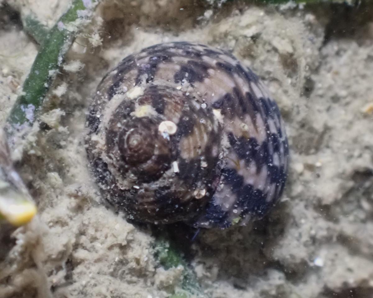 Clanculus cruciatus?