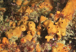 Clathria veinée ou éponge mousse de carotte ?