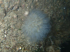 Clavelina oblongata