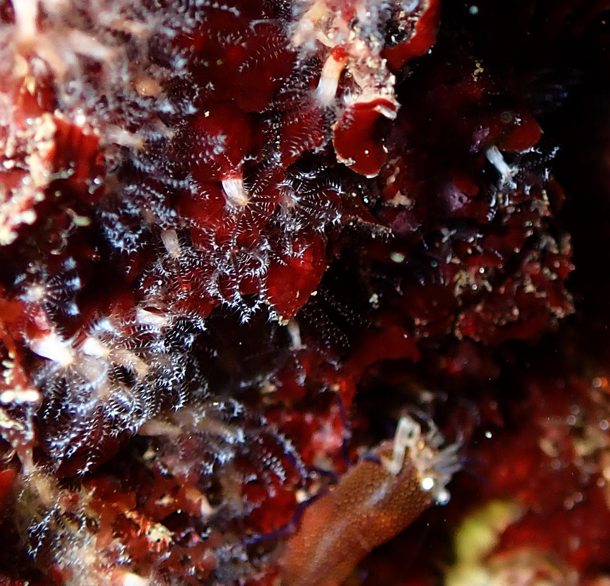 Clavularia crassa?