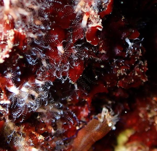 Clavularia crassa?