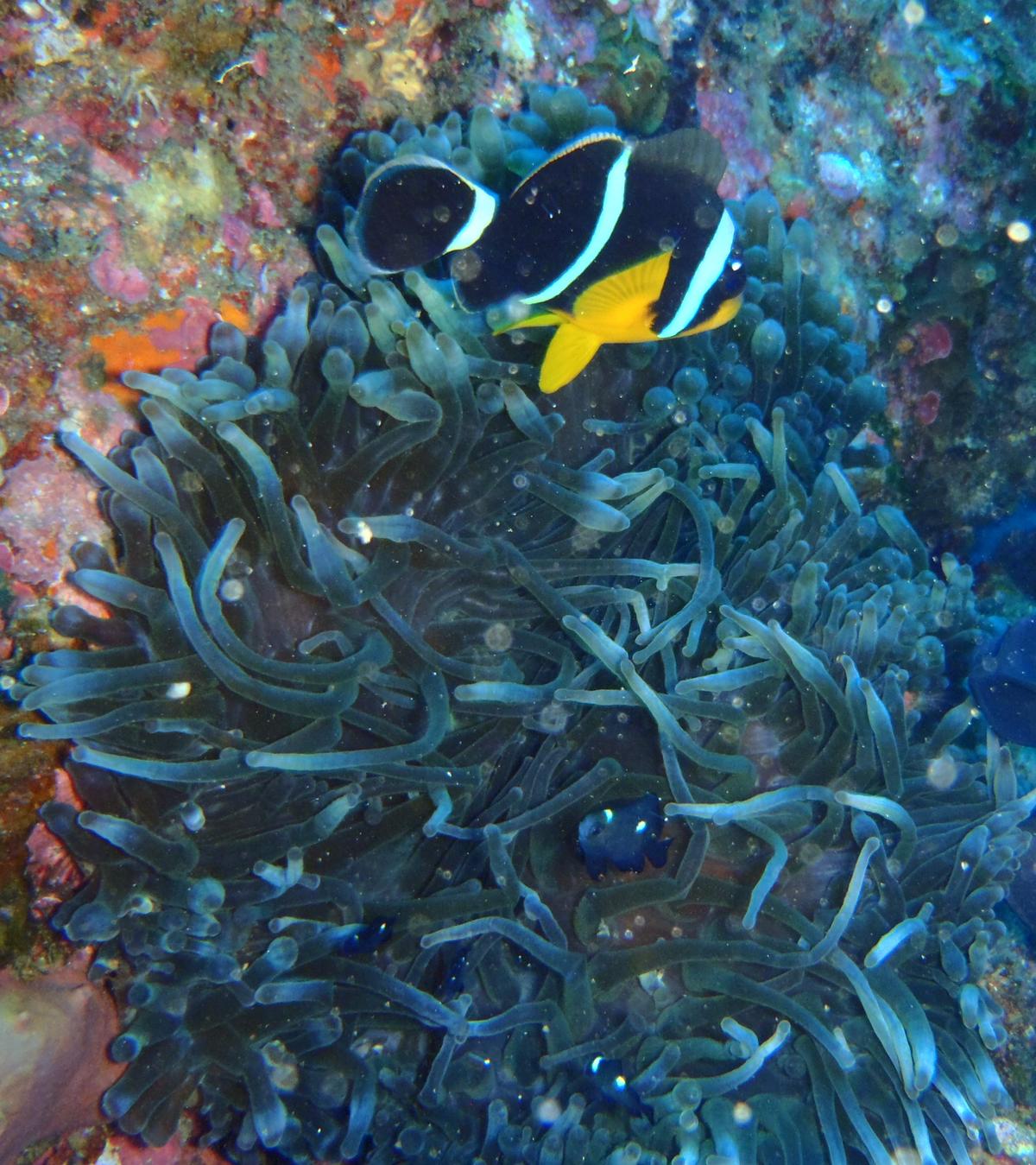 <p>Bonjour,<br>je me demande si cette anémone réunionnaise ne pourrait pas être une <em>Entacmaea quadricolor</em>?<br>Certains de ses bouts sont r...