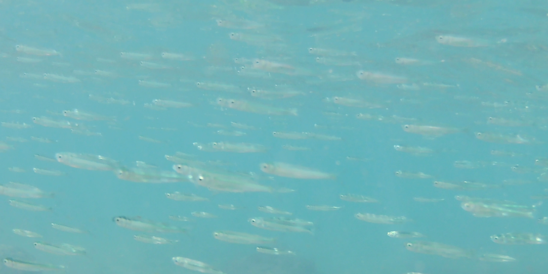 Clupeiformes de Guadeloupe ?