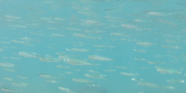 Clupeiformes de Guadeloupe ?