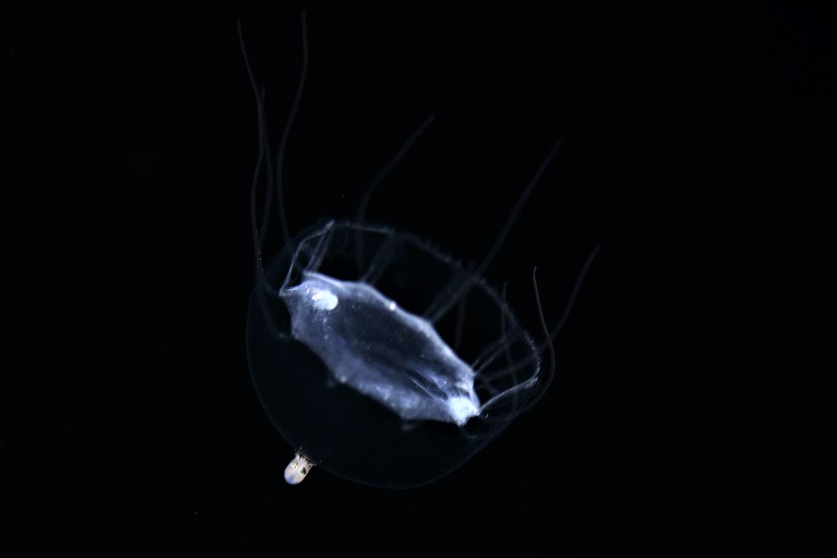<p>;-)</p><p>J'aimerais réussir à mettre un nom sur cette espèce de méduse... Elle ne ressemble ni à Clytia ni à Liriope...<br></p>