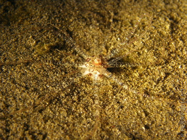Cniadire des sables (Caraïbes)