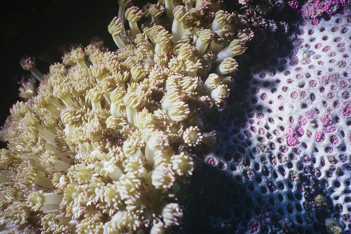<p><span class="st">Le "corail" qui a ses polypes en extension (avec 24 tentacules) est du genre Goniopora (famille: Poritidae)</span>. C'est un co...