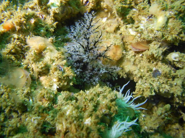 cnidaire? (alcyon?) ou bryozoaire?