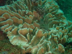 Cnidaire Corail