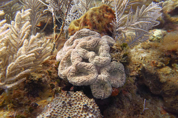 Cnidaire (corallimorphe ?) mais lequel