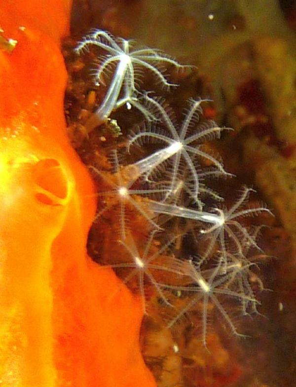 Cnidaire - Cornularia-cornucopiae??