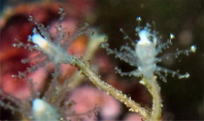 Bonjour,<br /><br />j'étais sur una mauvaise piste et vous avez bien raison, cela ressemble beaucoup à <em>Asyncoryne sp</em> ?<br />Donc un Hydrai...