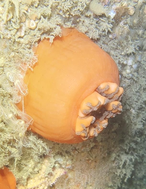 Cnidaire? Oeillet de mer ?