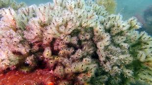 Cnidaire ou bryozoaire ?