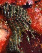 Cnidaire ou bryozoaire (à Djibouti)